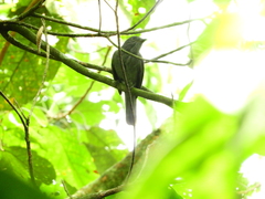 Lipaugus vociferans