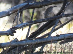 Upucerthia dumetaria