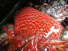 Cribrinopsis albopunctata