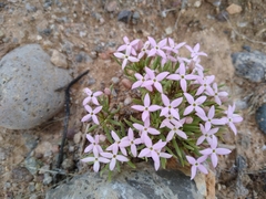 Houstonia rubra