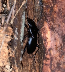 Pterostichus lama