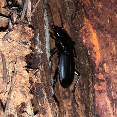 Pterostichus lama