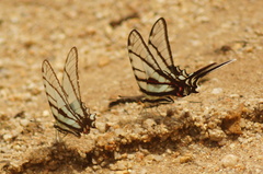 Protographium epidaus