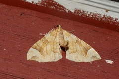 Eulithis propulsata