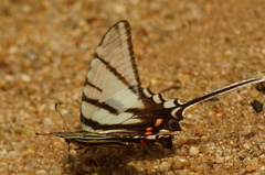 Protographium epidaus