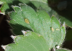 Chaetosiphon fragaefolii