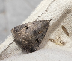 Phalaenostola hanhami