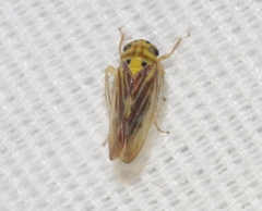 Caladonus coquilletti