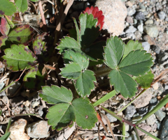 Chaetosiphon fragaefolii
