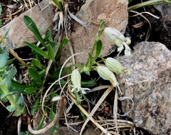 Silene stylosa