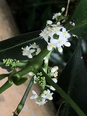 Melicope triphylla