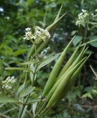 Asclepias nivea