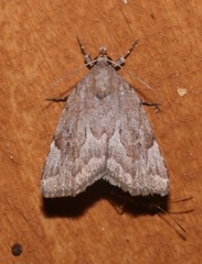 Cutina albopunctella