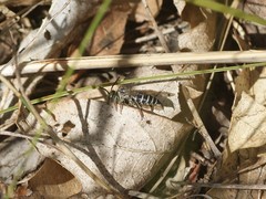 Coelioxys rufitarsis