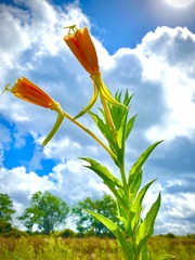 Oenothera jamesii