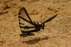 Protographium epidaus