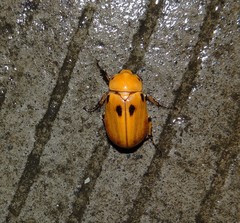Ancognatha quadripunctata
