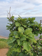 Quercus mongolica crispula