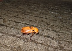 Ancognatha quadripunctata