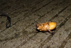 Ancognatha quadripunctata