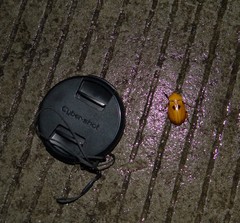 Ancognatha quadripunctata