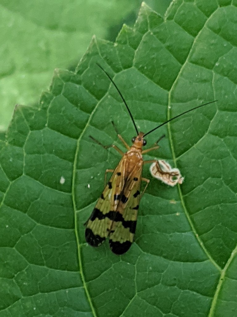 Panorpa debilis