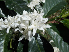 Coffea canephora