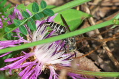 Boreocoelioxys