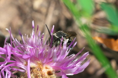 Boreocoelioxys