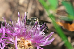 Boreocoelioxys