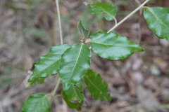 Croton insularis