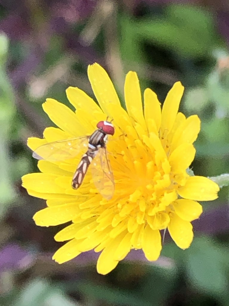 Allograpta piurana