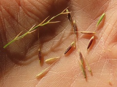 Festuca subulata