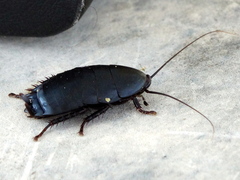 Nyctibora tetrasticta