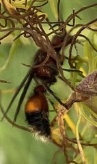 Dasymutilla creon