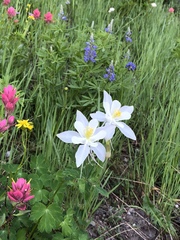 Aquilegia coerulea
