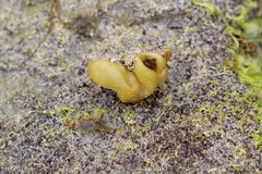 Colpomenia sinuosa