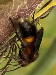 Dasymutilla creon