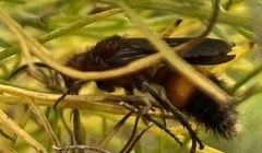Dasymutilla creon