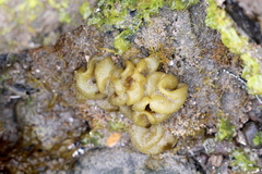 Colpomenia sinuosa