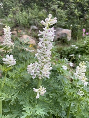 Corydalis caseana brachycarpa