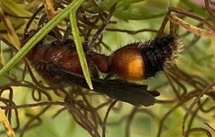 Dasymutilla creon