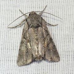 Lacinipolia acutipennis