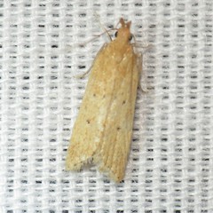 Helcystogramma badia