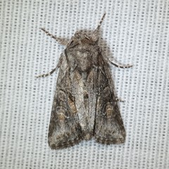 Lacinipolia acutipennis