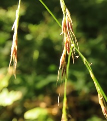 Festuca subulata