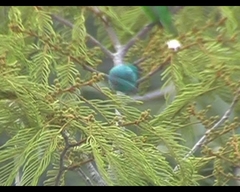 Chlorophanes spiza argutus