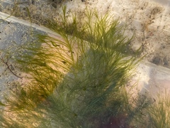 Bryopsis