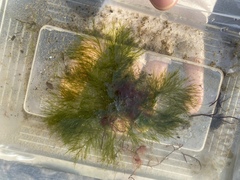 Bryopsis
