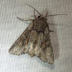 Lacinipolia acutipennis